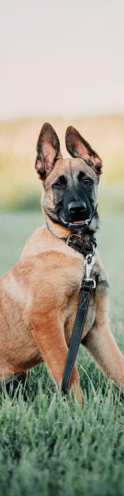 Working malinois dog. Belgian shepherd dog. Police, guard dog