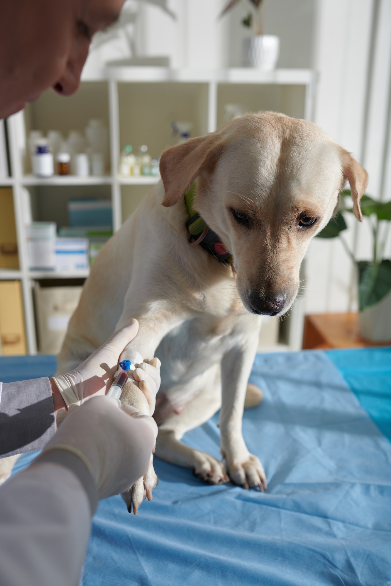 Dog Blood Test