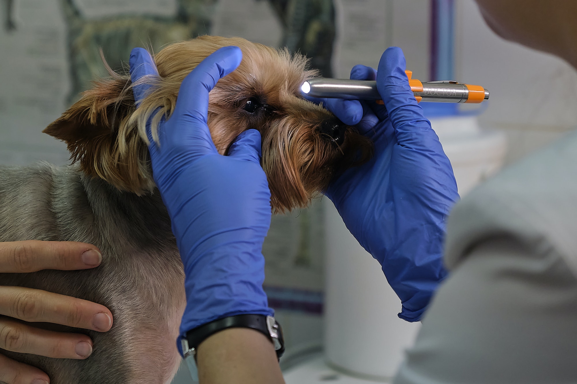 Image of dog on the operating table and doctor in a veterinary clinic. Animal clinic. Pet check up