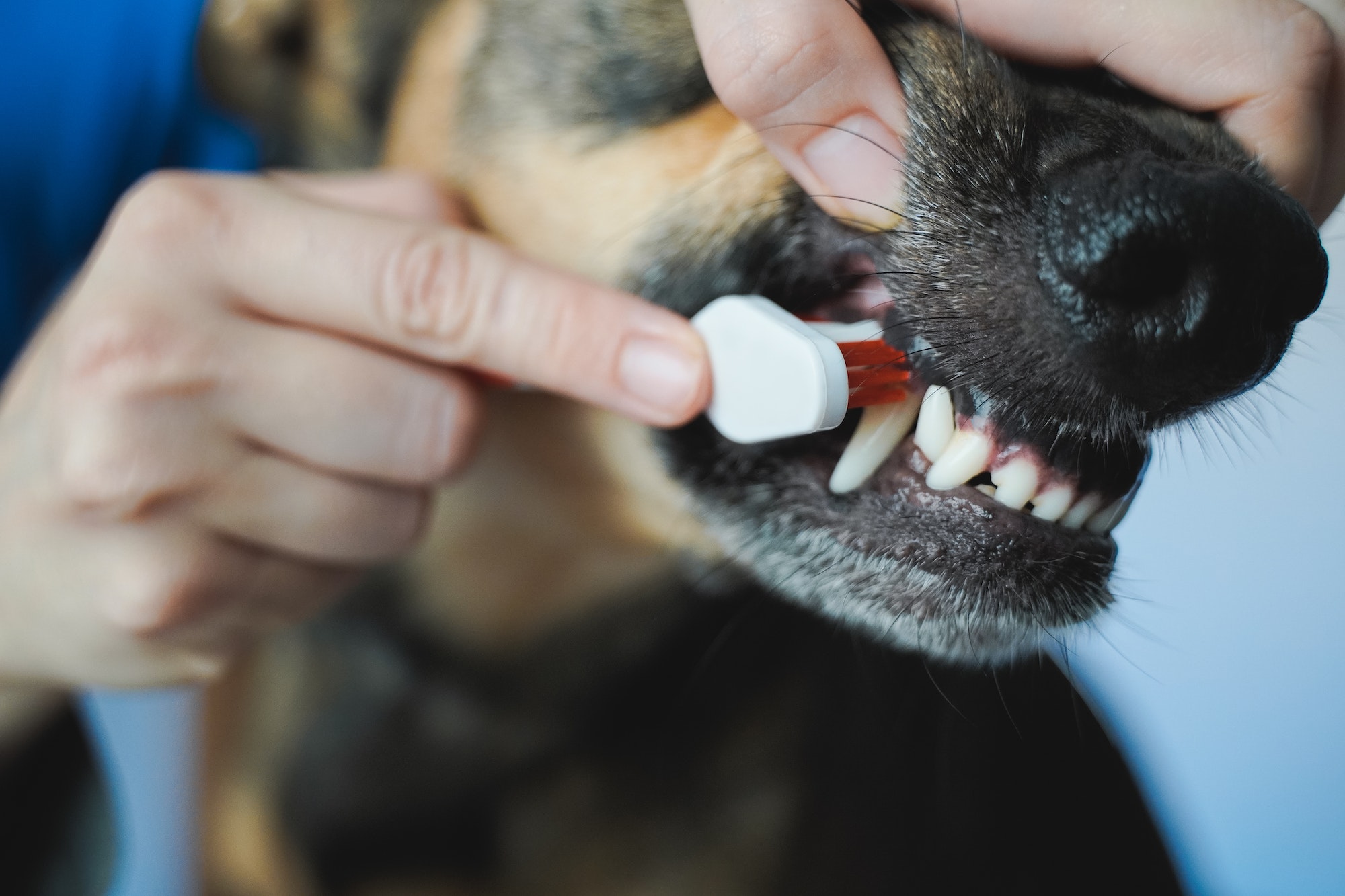 Vet doctor brushing dog teeth for dental care - Pet owner cleaning canine mouth