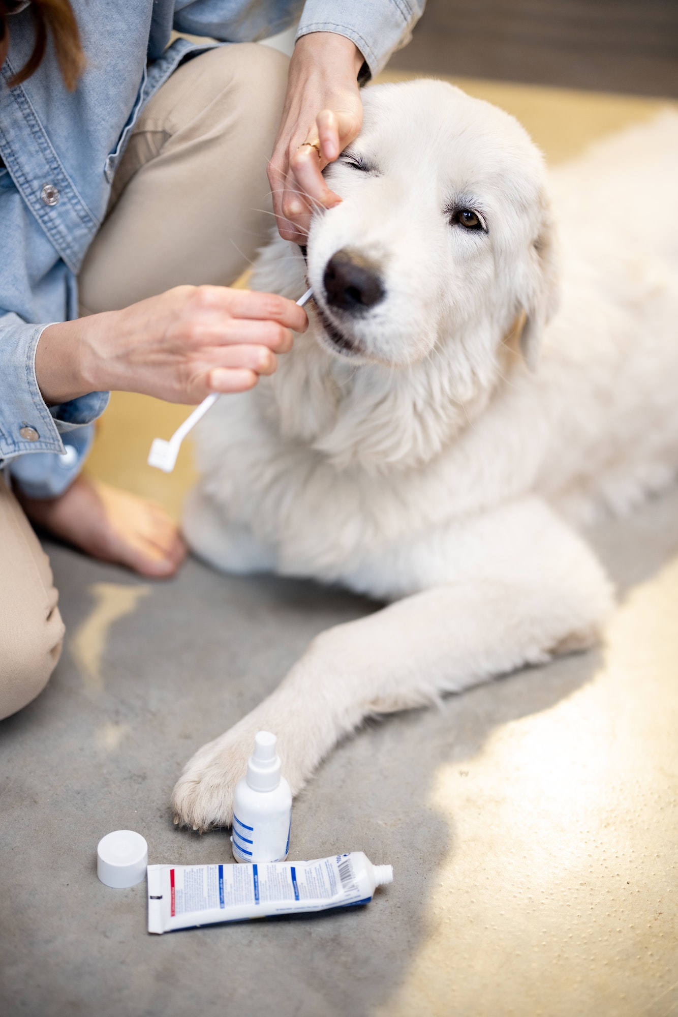 Woman brushing teeth of her dog